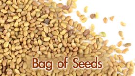 Bag of seed